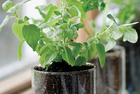 Grow Your Own Herbs
