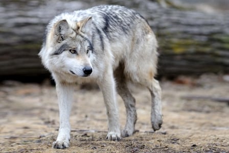 Wildlife Wednesday: Grey Wolf
