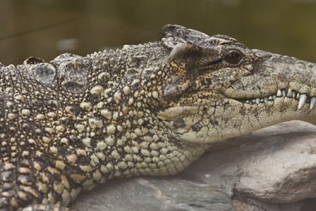 Wildlife Wednesday: Cuban Crocodile
