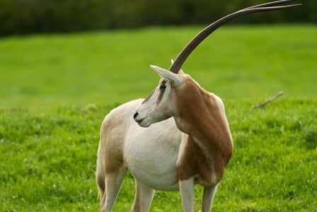 Wildlife Wednesday: Scimitar-Horned Oryx
