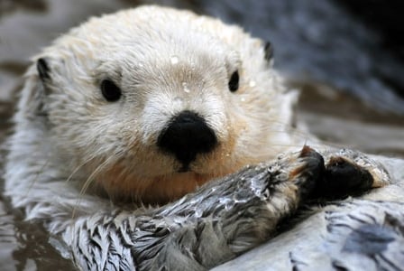 Sea Otter Awareness Week
