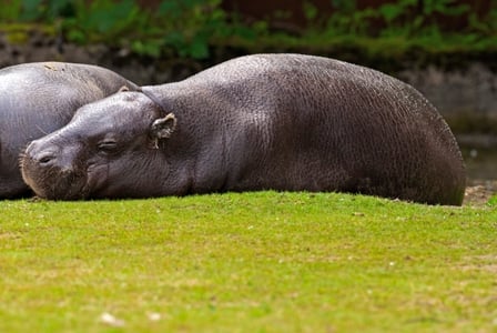 Wildlife Wednesday: Pygmy Hippopotamus
