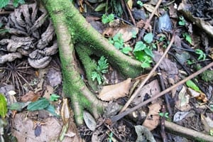 Close up of tree root toes
