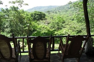 View of rainforest