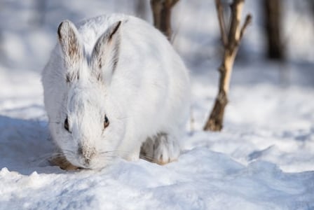 Wildlife Wednesday: Snowshoe Hare
