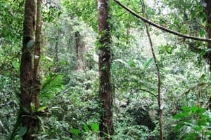 Diversity of the rainforest