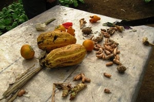 Fruits of the farm (cacao, ginger, and turmeric)