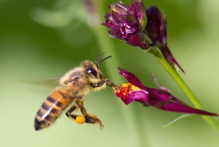 Wildlife Wednesday: Honeybee

