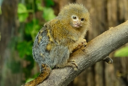 Wildlife Wednesday: Pygmy Marmoset
