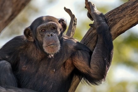 Wildlife Wednesday: Chimpanzee
