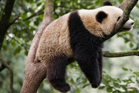 Wildlife Wednesday: Giant Panda
