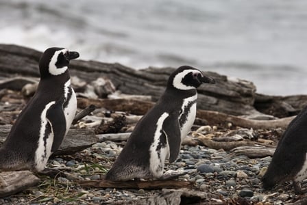 Wildlife Wednesday: Magellanic Penguins
