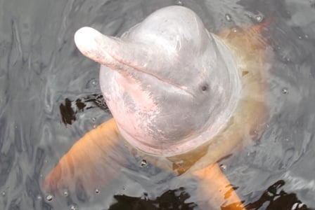 Wildlife Wednesday: Amazon River Dolphin
